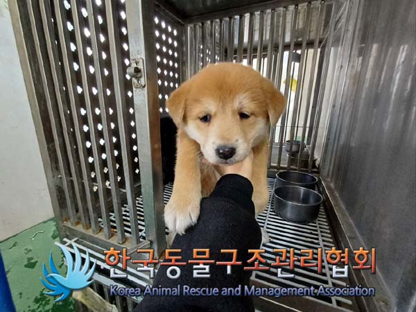 한국동물구조관리협회_441409202401928